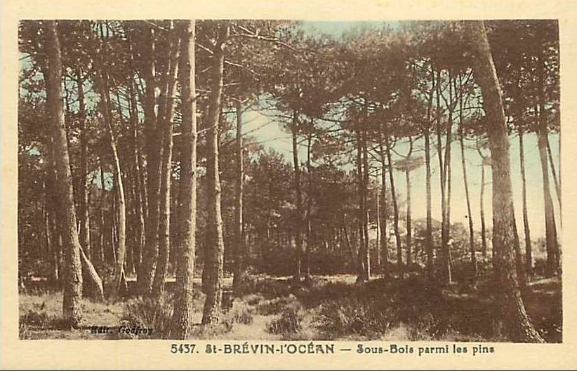 Saint-Br�vin - Sous-Bois parmi les Pins  - Loire-Atlantique
