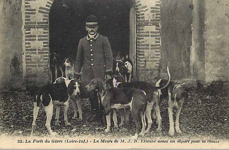 La Forêt du Gavre - La Meute  avant la Chasse - Loire-Atlantique