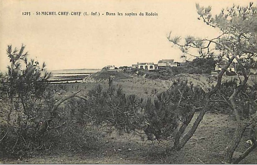 Saint-Michel-Chef-Chef - Sapins du Rodois  - Loire-Atlantique