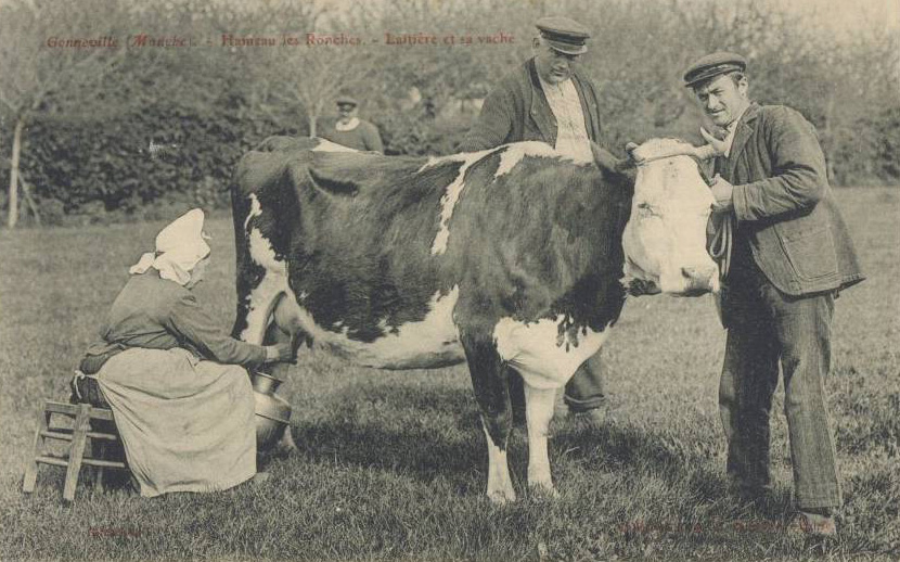 Gonneville - Hameau les Ronches - Laitiere et sa Vache - Manche (50) - Normandie