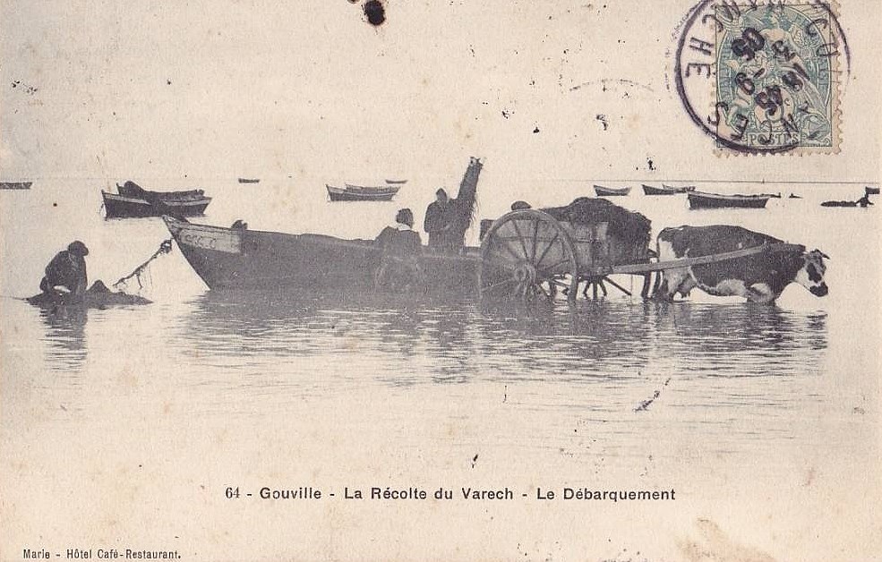 Gouville - La Récolte du Varech - Le Débarquement - Manche (50) - Normandie