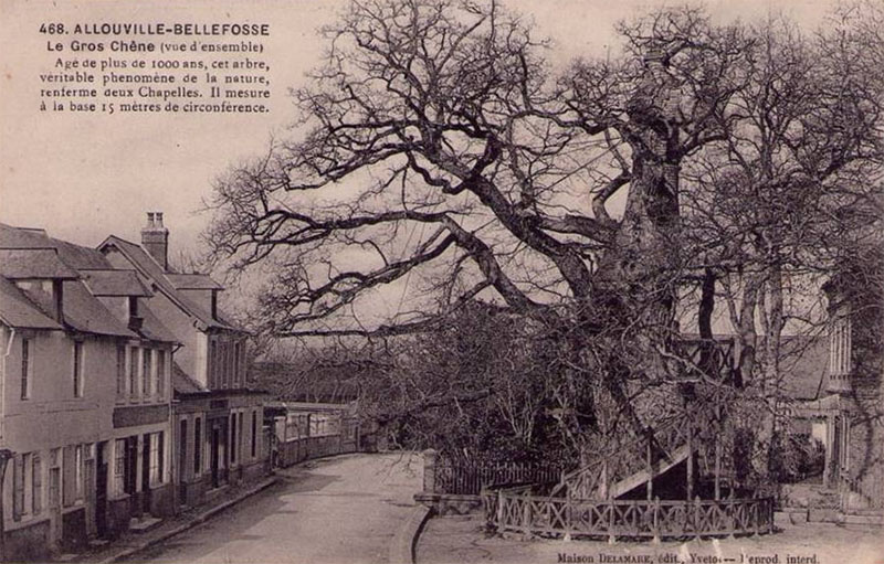 allouville-bellefosse-gros-chene