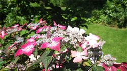 Le jardin de Bellevue - Beaumont-le-Hareng