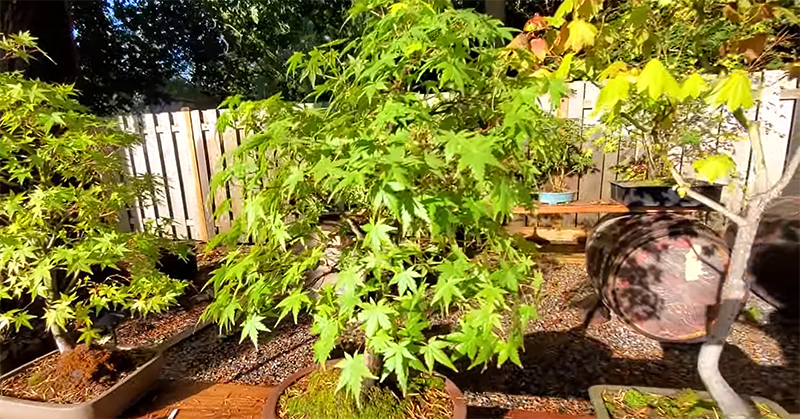 Momiji-En: Le Jardin des Erables