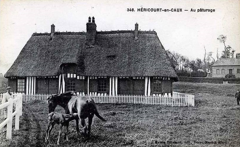 hericourt_en_caux_paturage