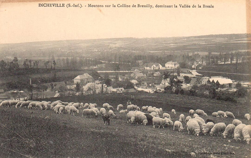 Moutons sur la Colline de Breuilly