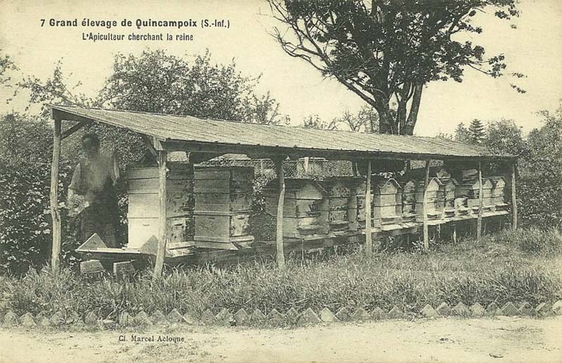 quincampoix-apiculteur