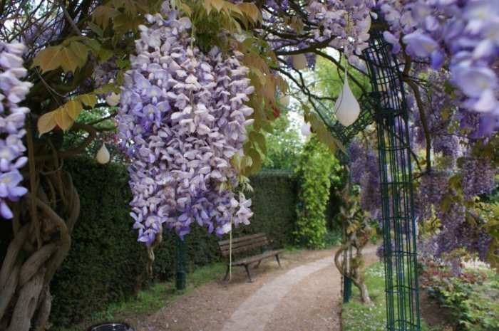 Les glycines du Jardin des Plantes