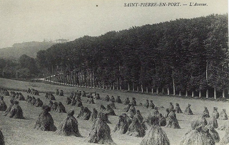 st-pierre-en-port-avenue