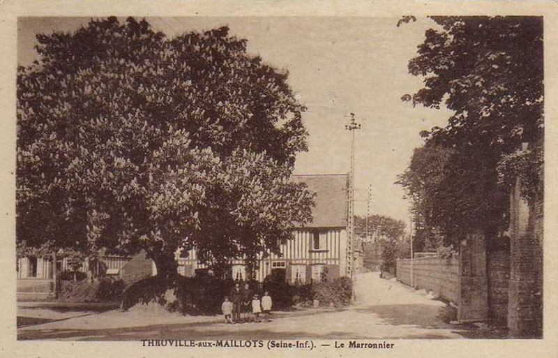 theuville-aux-maillots-marronnier