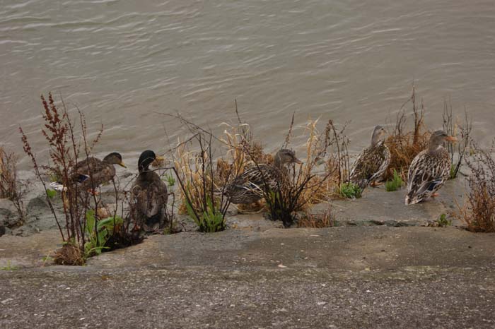 La Seine à Villequier