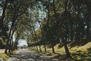 Verneuil-sur-Avre : LE BOULEVARD et LES PROMENADES - Eure (27) - Normandie