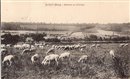 Alizay : Moutons au Pturage  - Eure (27) - Normandie