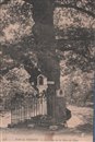 Vernon : Le Chêne de la Mère de Dieu - Eure (27) - Normandie