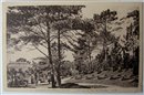 La Baule-les-Pins - Une Allée du Parc des Dryades - 1934 - Loire-Atlantique