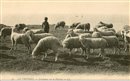 Le Trport - Troupeau de moutons sur la falaise - Seine-Maritime ( 76) - Normandie