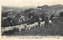Arques-la-Bataille - Troupeau de moutons - Le Chteau vue prise de la Cte de Gruchet - Seine-Mariti