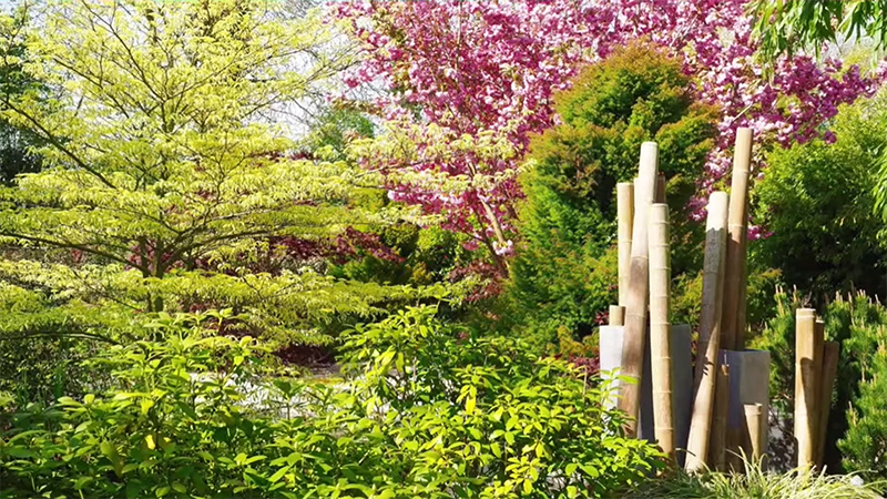 les jardins du Domaine
Albizia 