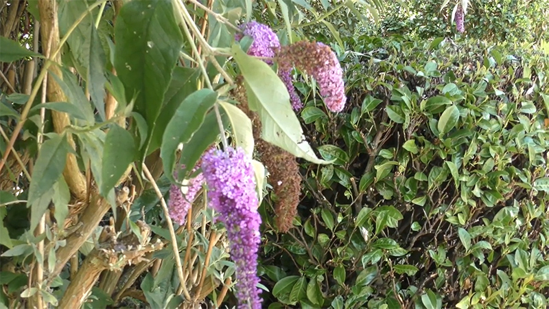 Le jardin des Amouhoques