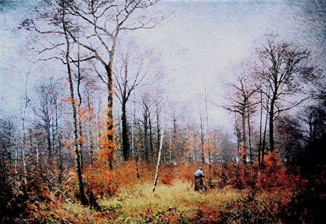 Sous-bois